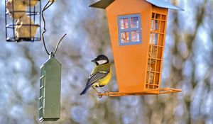 Preview wallpaper titmouse, bird, feeders, wildlife, blur