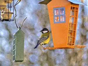 Preview wallpaper titmouse, bird, feeders, wildlife, blur