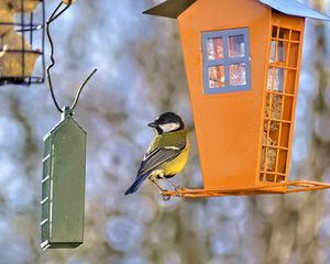 Preview wallpaper titmouse, bird, feeders, wildlife, blur