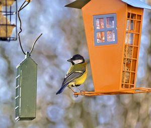 Preview wallpaper titmouse, bird, feeders, wildlife, blur