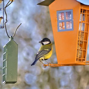 Preview wallpaper titmouse, bird, feeders, wildlife, blur