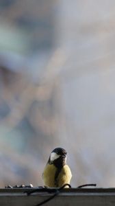 Preview wallpaper titmouse, bird, glass, window