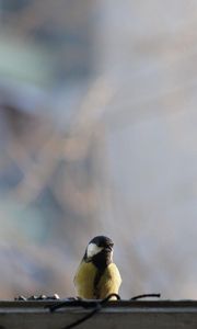 Preview wallpaper titmouse, bird, glass, window