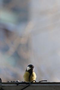 Preview wallpaper titmouse, bird, glass, window