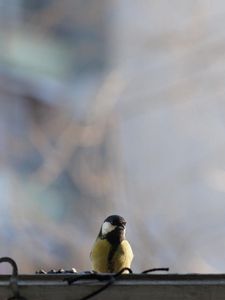 Preview wallpaper titmouse, bird, glass, window