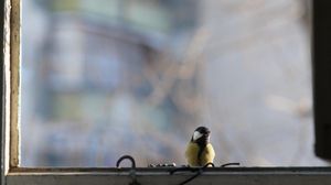 Preview wallpaper titmouse, bird, glass, window