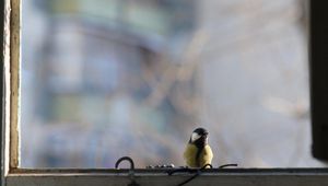 Preview wallpaper titmouse, bird, glass, window