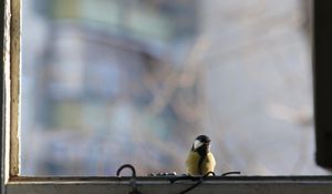 Preview wallpaper titmouse, bird, glass, window