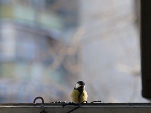 Preview wallpaper titmouse, bird, glass, window