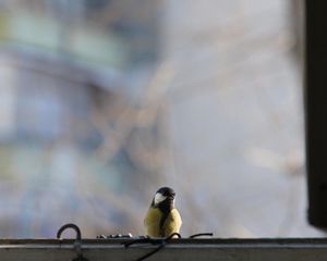 Preview wallpaper titmouse, bird, glass, window