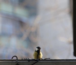 Preview wallpaper titmouse, bird, glass, window