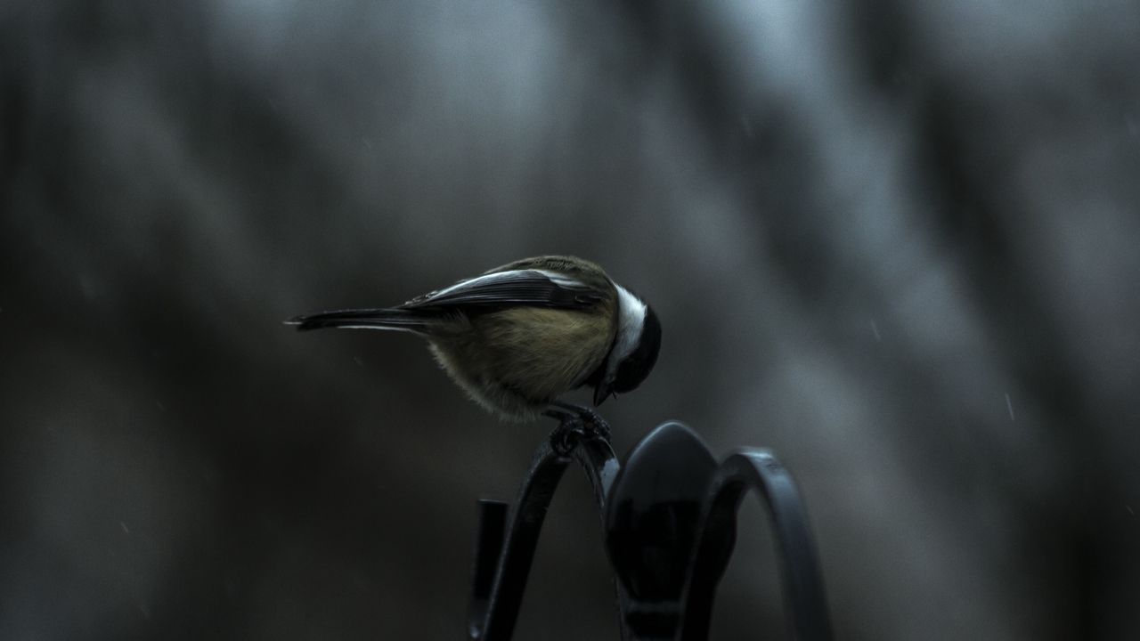 Wallpaper titmouse, bird, sitting