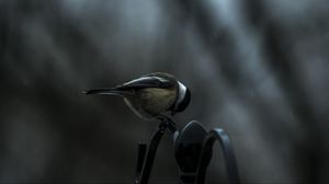 Preview wallpaper titmouse, bird, sitting