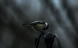 Preview wallpaper titmouse, bird, sitting