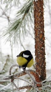 Preview wallpaper titmouse, bird, winter, branch, tree, hoarfrost