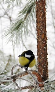 Preview wallpaper titmouse, bird, winter, branch, tree, hoarfrost