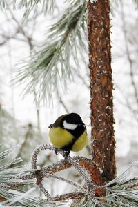 Preview wallpaper titmouse, bird, winter, branch, tree, hoarfrost