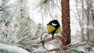 Preview wallpaper titmouse, bird, winter, branch, tree, hoarfrost