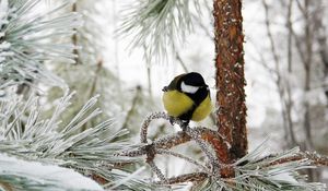 Preview wallpaper titmouse, bird, winter, branch, tree, hoarfrost