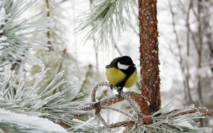 Preview wallpaper titmouse, bird, winter, branch, tree, hoarfrost