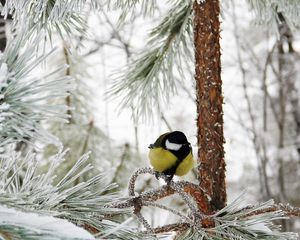 Preview wallpaper titmouse, bird, winter, branch, tree, hoarfrost