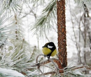 Preview wallpaper titmouse, bird, winter, branch, tree, hoarfrost