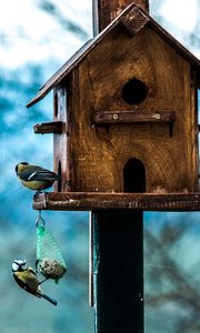 Preview wallpaper titmouse, birdhouse, birds