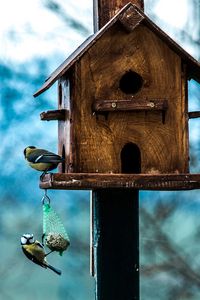 Preview wallpaper titmouse, birdhouse, birds