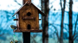 Preview wallpaper titmouse, birdhouse, birds