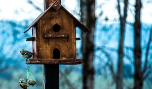 Preview wallpaper titmouse, birdhouse, birds