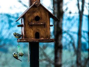 Preview wallpaper titmouse, birdhouse, birds