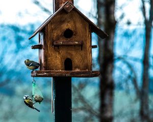 Preview wallpaper titmouse, birdhouse, birds