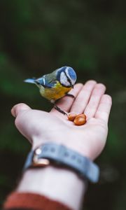 Preview wallpaper titmouse, hand, bird, food