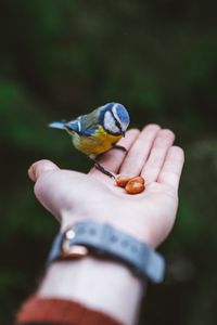 Preview wallpaper titmouse, hand, bird, food