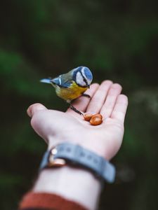 Preview wallpaper titmouse, hand, bird, food