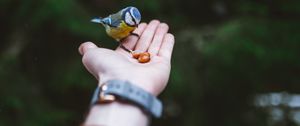 Preview wallpaper titmouse, hand, bird, food