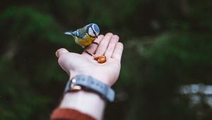 Preview wallpaper titmouse, hand, bird, food