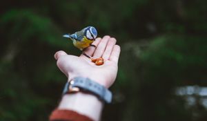 Preview wallpaper titmouse, hand, bird, food