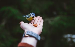 Preview wallpaper titmouse, hand, bird, food