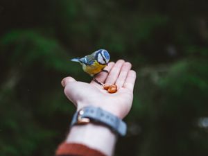 Preview wallpaper titmouse, hand, bird, food