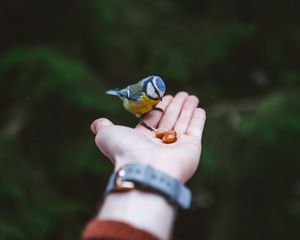 Preview wallpaper titmouse, hand, bird, food