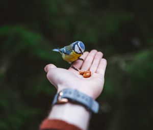 Preview wallpaper titmouse, hand, bird, food