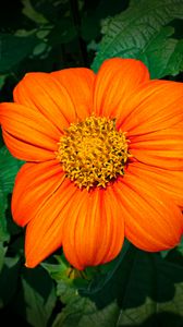 Preview wallpaper titonia, flower, petals, orange, macro