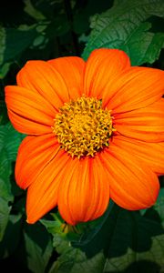 Preview wallpaper titonia, flower, petals, orange, macro