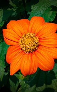 Preview wallpaper titonia, flower, petals, orange, macro