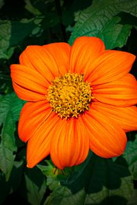 Preview wallpaper titonia, flower, petals, orange, macro