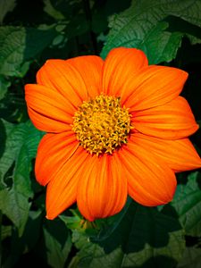 Preview wallpaper titonia, flower, petals, orange, macro