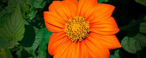 Preview wallpaper titonia, flower, petals, orange, macro