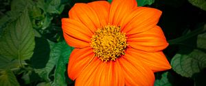 Preview wallpaper titonia, flower, petals, orange, macro