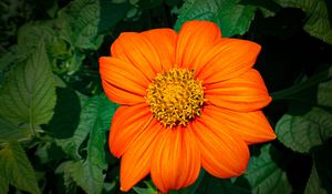 Preview wallpaper titonia, flower, petals, orange, macro